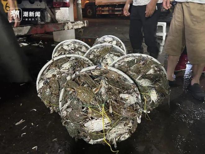 关部门预计：梭子蟹价格可能还会再跌开元棋牌价格大跳水很多人爱吃！相(图5)